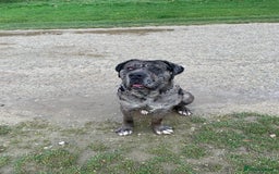 Cane Corso dogs for sale: 1 year old cane corso  - Image 1