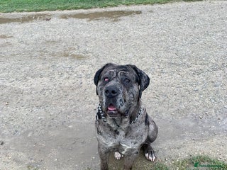 Cane Corso dogs 1 year old cane corso - Advert 10