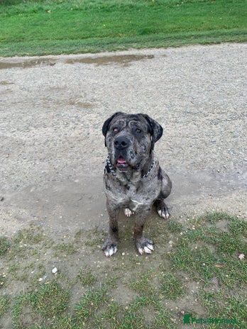 Cane Corso dogs - Advert 1