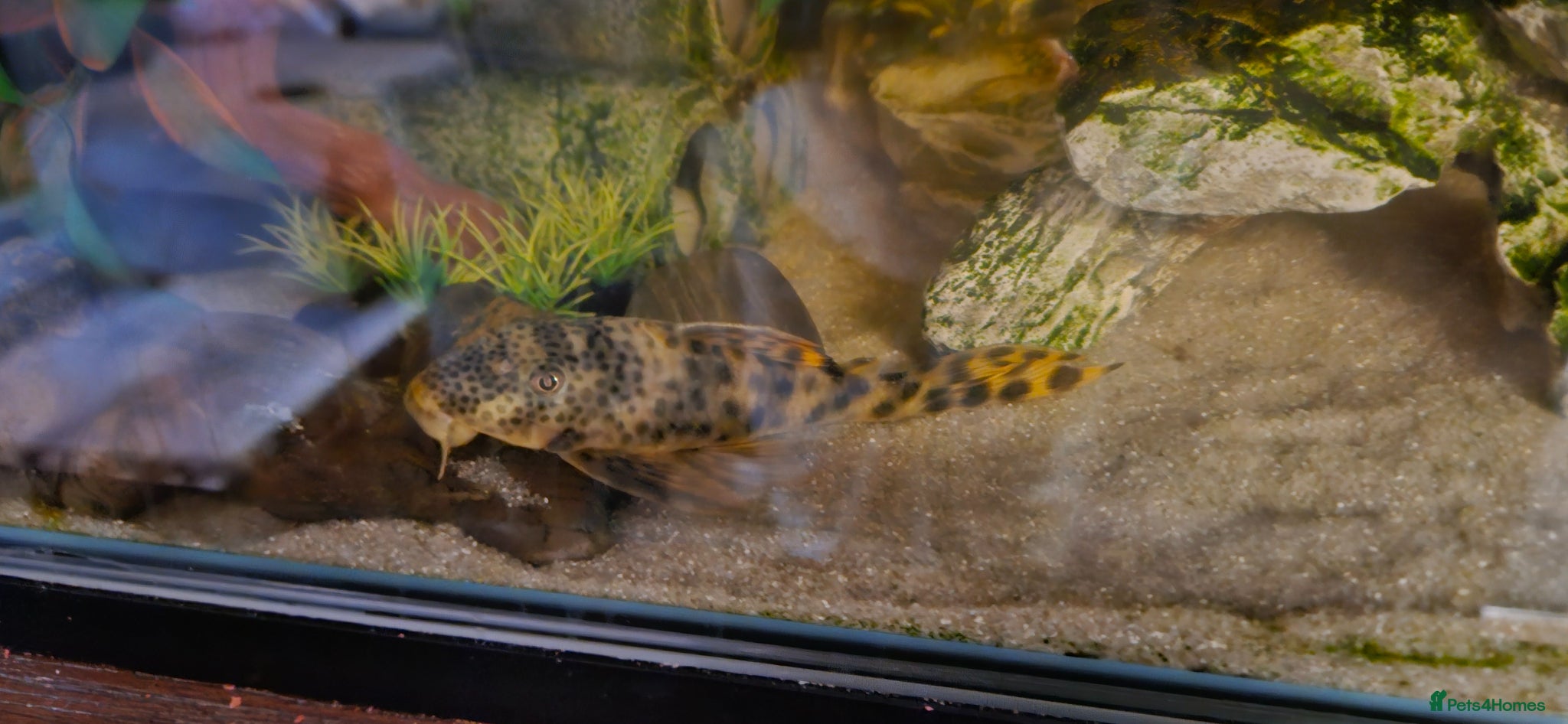 Plecos fish Leopard Pleco - Advert 1