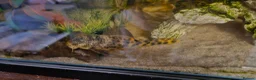 Plecos fish for sale: Leopard Pleco in Ashton-under-Lyne - Advert 1