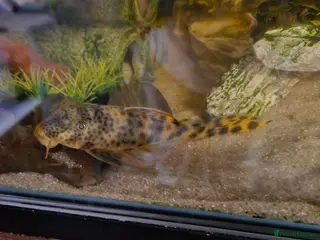 Plecos fish Leopard Pleco - Advert 1