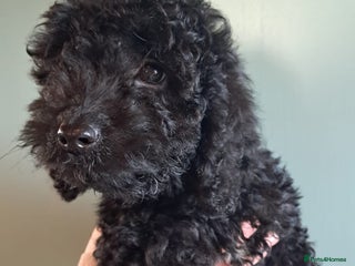Cockapoo dogs Miniature dna tested boy cockapoos ready now! - Advert 15
