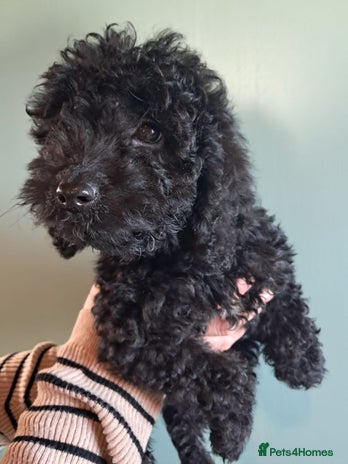 Cockapoo dogs Miniature dna tested boy cockapoos ready now! - Advert 13