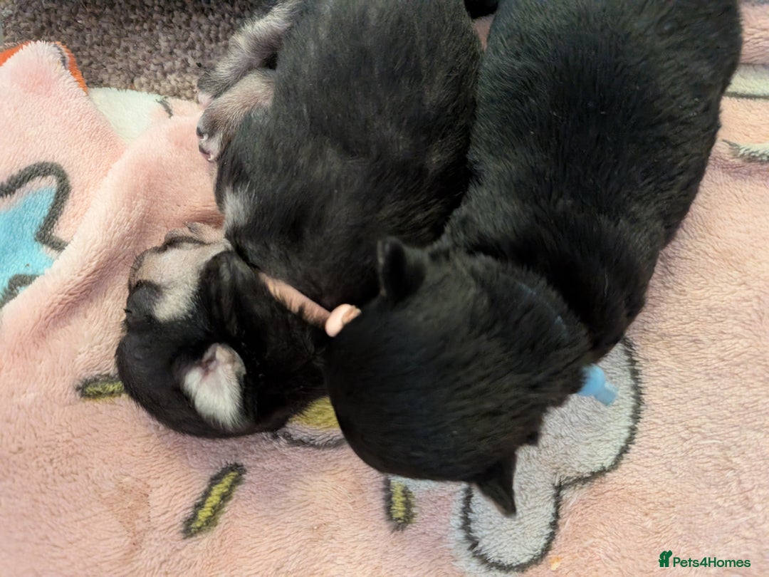 Chihuahua dogs for sale: Litter of Chihuahua pups - Image 5