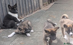 Akita dogs for sale: Akita pups READY NOW!! REDUCED  - Image 19