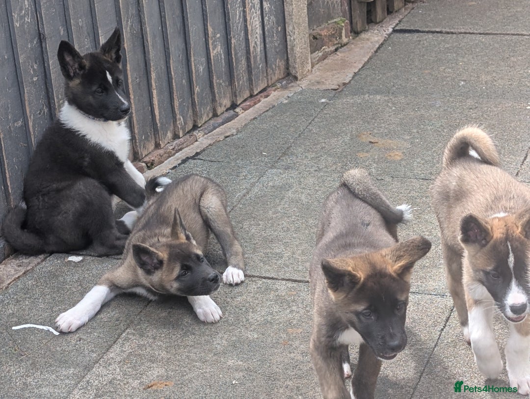 Akita dogs for sale: Akita pups READY NOW!! REDUCED  - Image 19