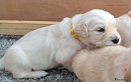 Golden Retriever dogs for sale: Gorgeous pedigree golden retriever puppies - Image 21