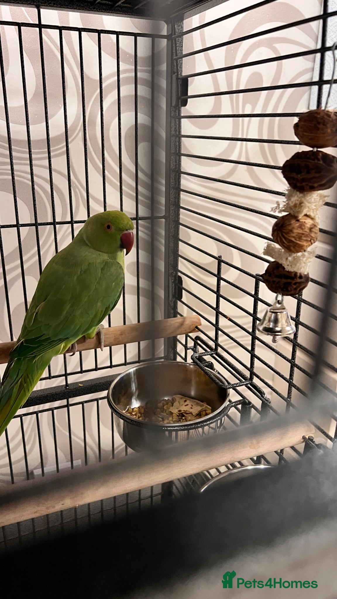 Ringnecks birds Beautiful Green Ringneck - Advert 1