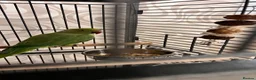 Ringnecks birds for sale: Beautiful Green Ringneck in Bolton - Advert 1