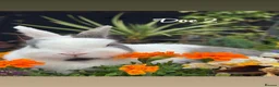 Netherland Dwarf rabbits for sale: Netherland dwarf bunny rabbits silly tame - Advert 22