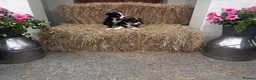 Border Collie dogs for sale: Beautiful Collie Puppies in Llandovery - Advert 5