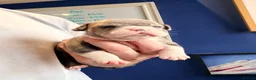English Bulldog dogs for stud: PROVEN English Bulldog for Stud - Advert 7