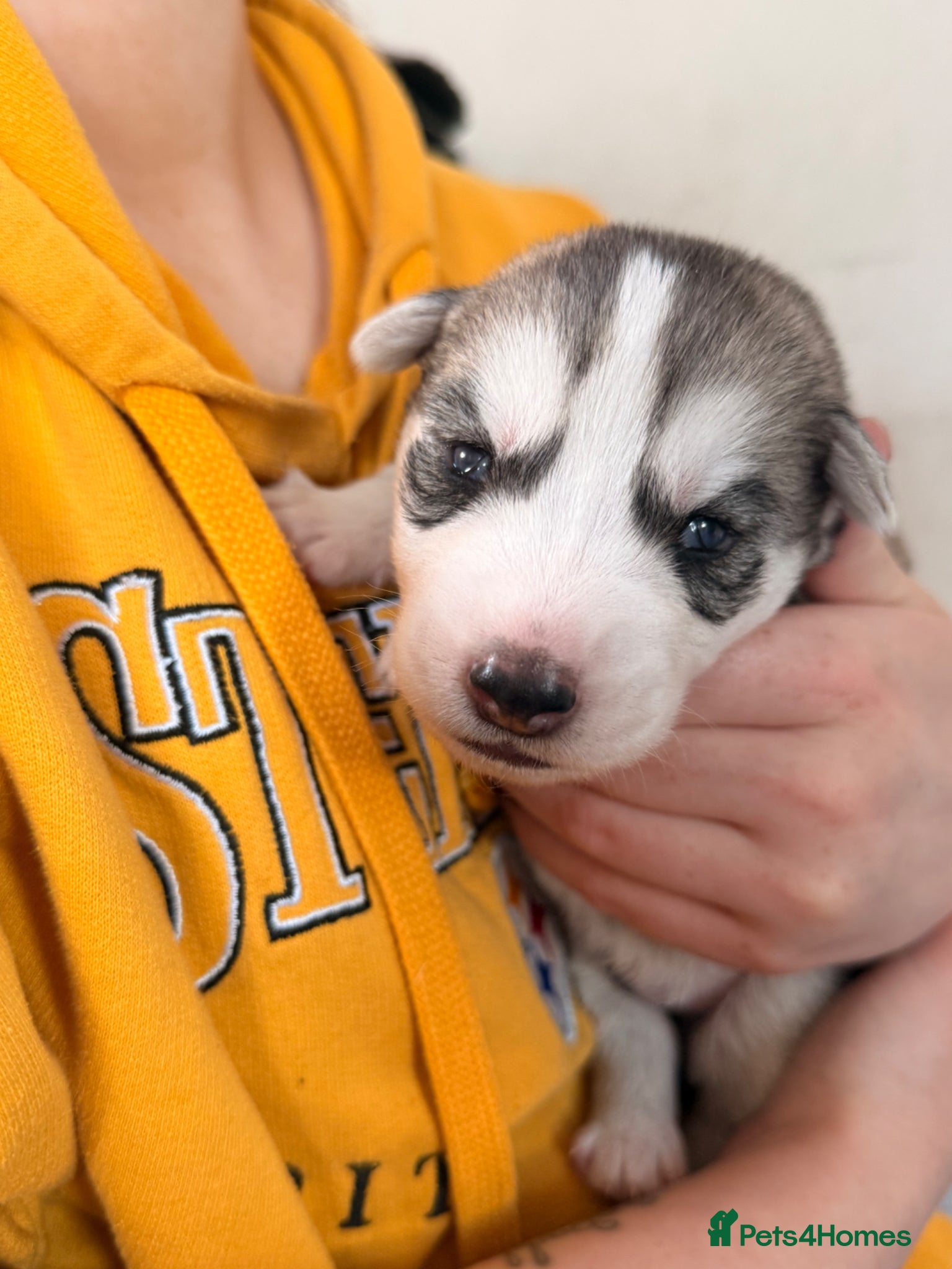 Shepsky dogs for sale: 7 beautiful shepskys in Kirkcaldy - Advert 15