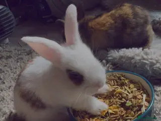 Mixed Breed rabbits Adorable baby bunnies - Advert 17