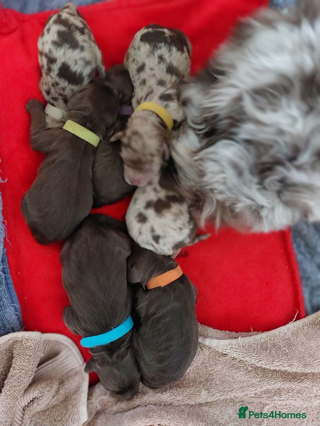 Miniature Poodle dogs for stud: *PROVEN* DNA Health Tested Chocolate Cockapoo STUD in Manchester - Advert 17