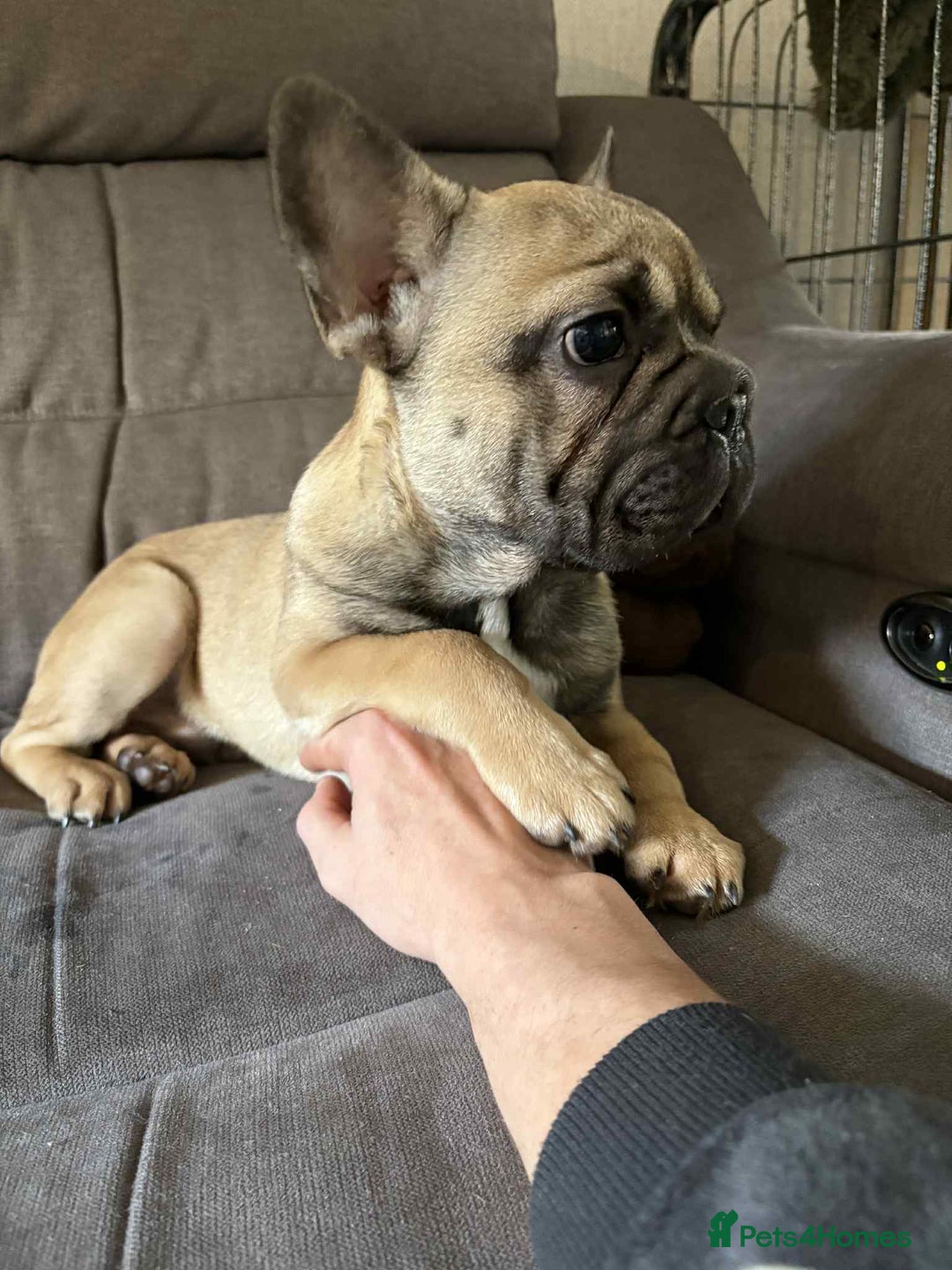 French Bulldog dogs for sale: 3 French Bulldog Pups - Advert 10