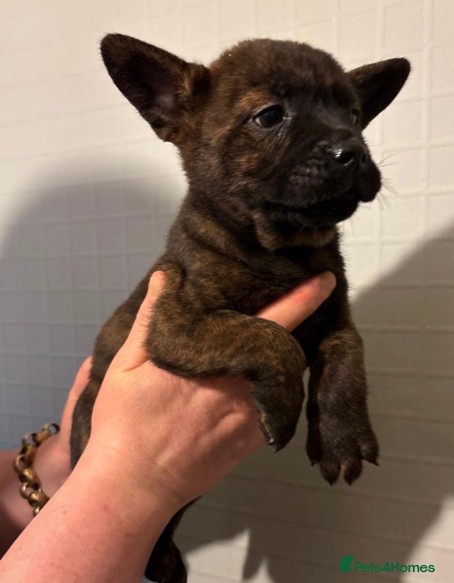 Mixed Breed dogs Adorable Frow Frow puppies ready now  - Advert 8