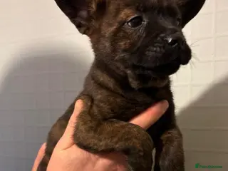 Mixed Breed dogs Adorable Frow Frow puppies ready now - Advert 8