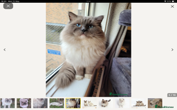 Ragdoll cats for sale: Adorable Ragdoll x Chinchilla Tabby - Image 24