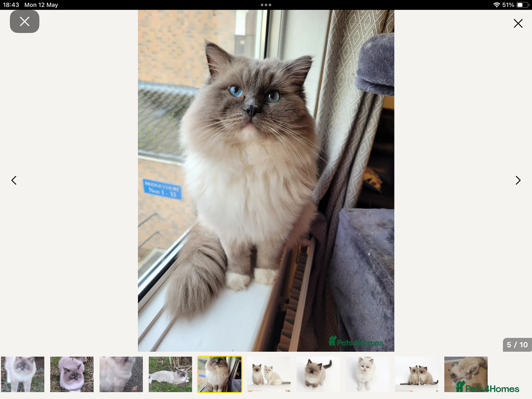 Ragdoll cats for sale: Adorable Ragdoll x Chinchilla Tabby - Image 24