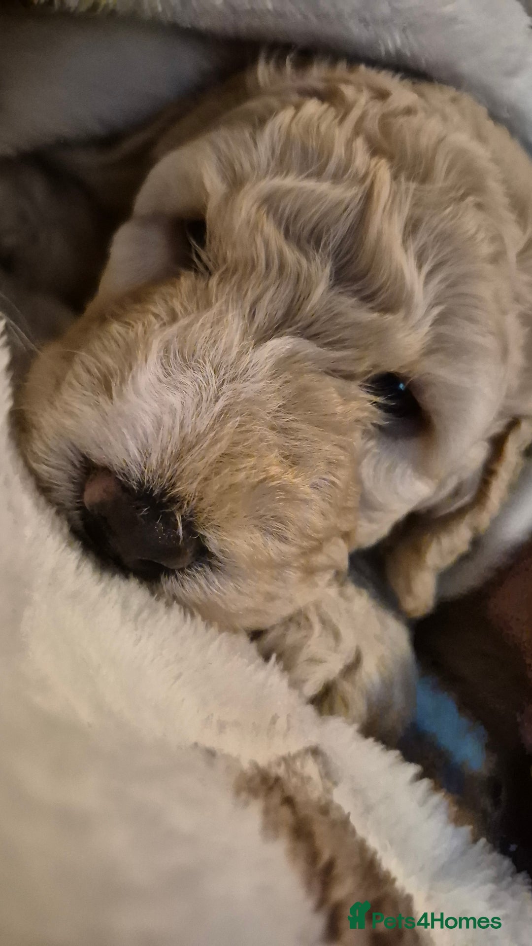 Australian Labradoodle dogs for sale: LAST ONE BOY - Australian Labradoodle Puppies  - Advert 27