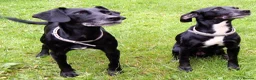 Mixed Breed dogs for sale: Two 8-year-old Cocker-Jack sisters - Advert 4