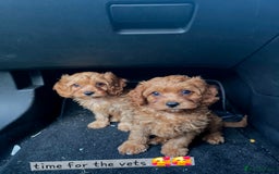 Cavapoo dogs for sale: Ready now Extensively tested f1 cavapoo puppies - Image 4