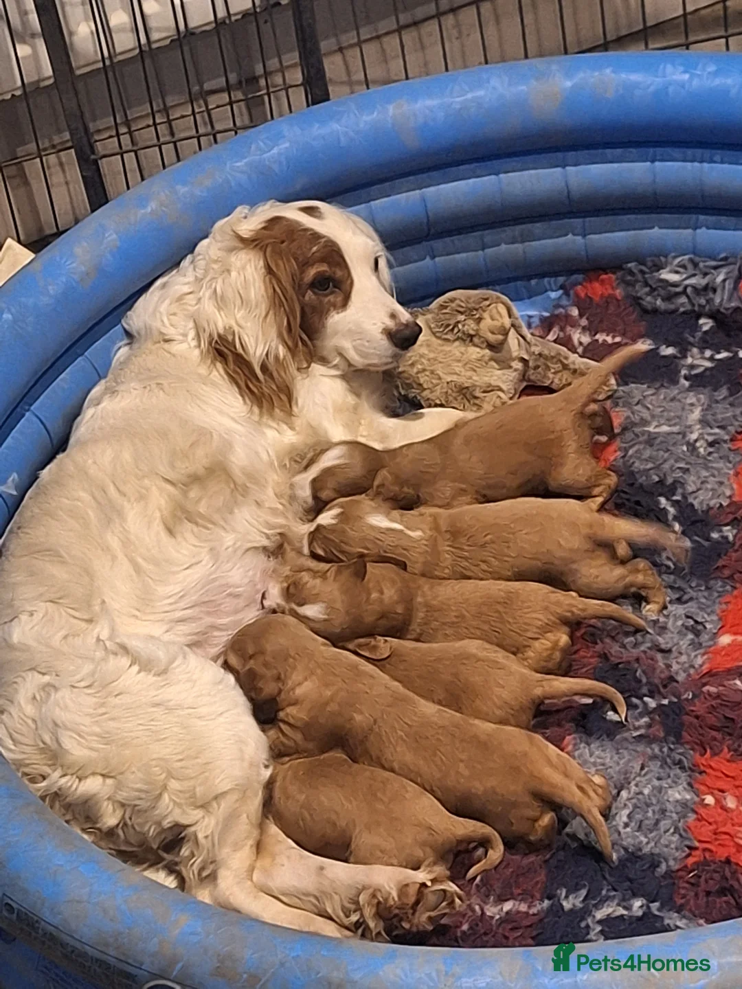 Cocker Spaniel dogs for sale: Working Cocker Spaniels RED - Advert 1