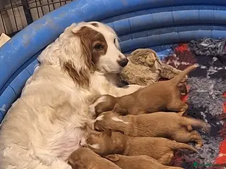 Cocker Spaniel dogs Working Cocker Spaniels RED - Advert 1