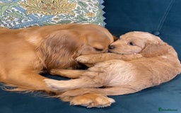 Cockapoo dogs for sale: 2 BOYS LEFT Quality F1 Cockapoos DNA CLEAR PARENTS - Image 4