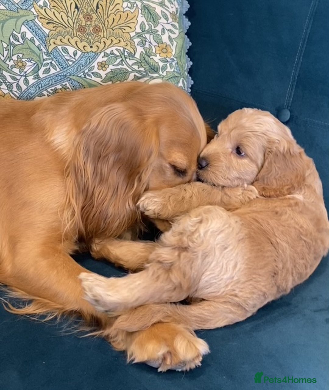 Cockapoo dogs for sale: 2 BOYS LEFT Quality F1 Cockapoos DNA CLEAR PARENTS - Image 4