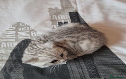British Shorthair cats for sale: British shorthair kittens male/female - Image 4