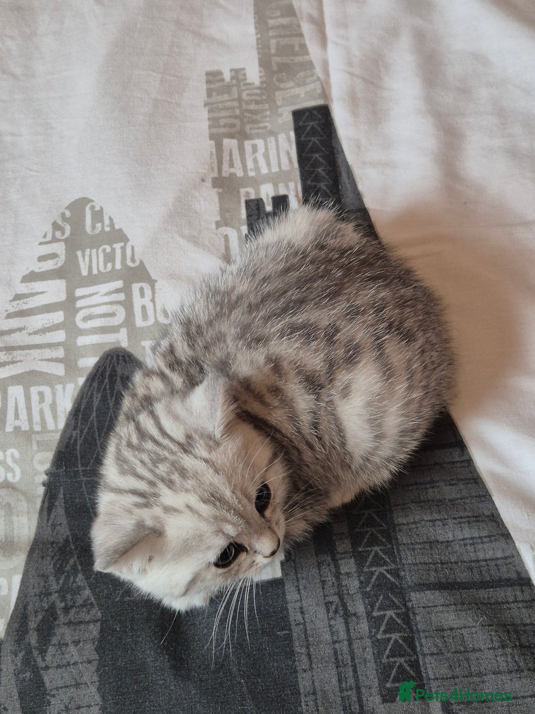 British Shorthair cats for sale: British shorthair kittens male/female - Image 4