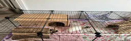 Guinea Pig rodents for sale: 2 Beautiful Guinea Pigs + Luxury Full Setup in Preston - Advert 7