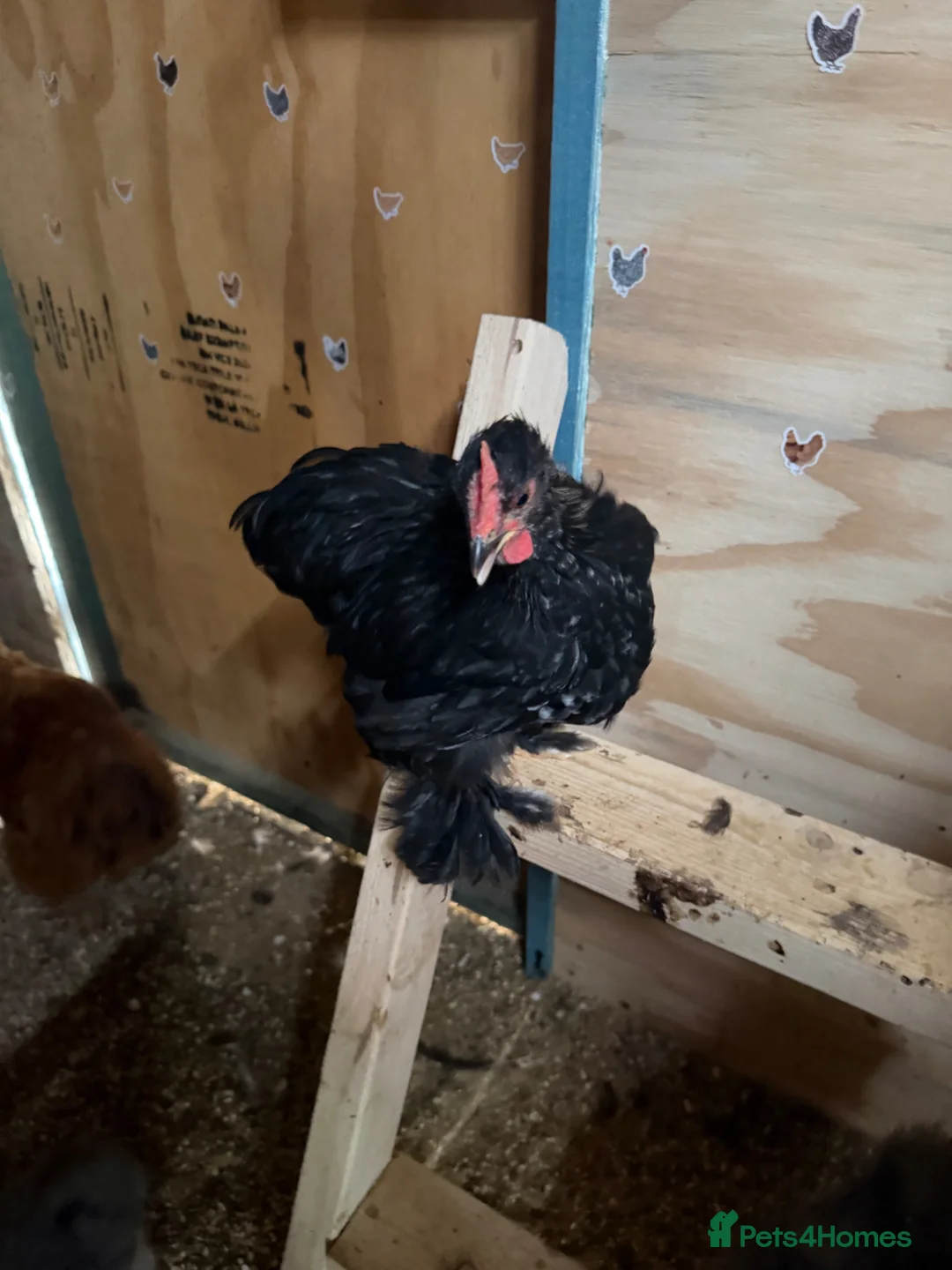 Chickens poultry for sale: Silkie cockerel and a Pekin cockerel  - Advert 2