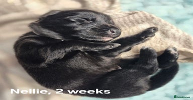 Border Collie dogs - Advert 15