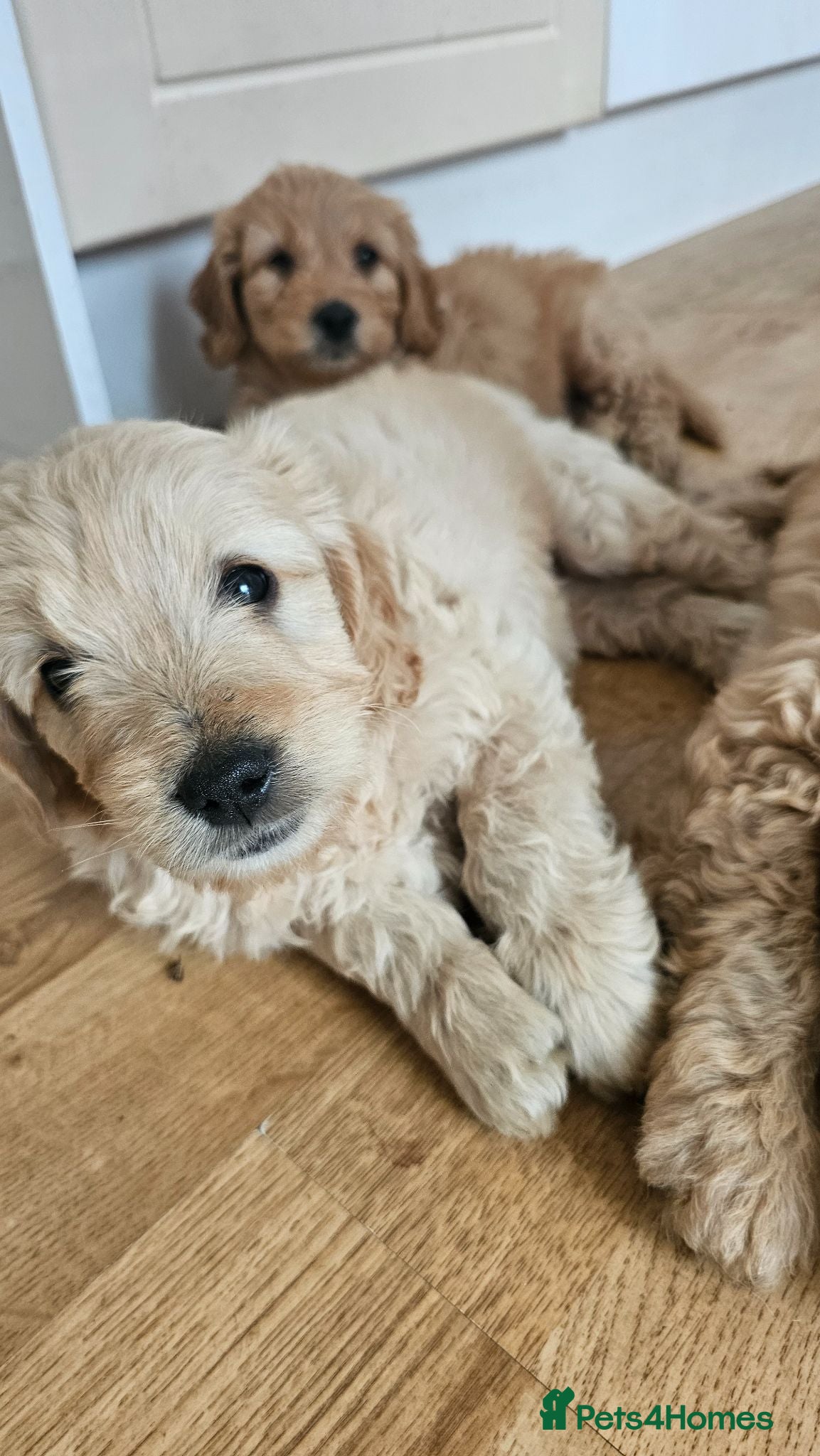 Mini Goldendoodle dogs Last Beautiful Mini Goldendoodle BOY available - Advert 2