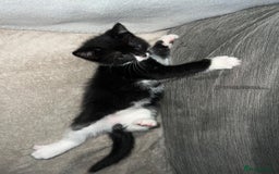 Domestic Shorthair cats for sale: Beautiful kittens looking for forever homes🩷💙🐾 - Image 14