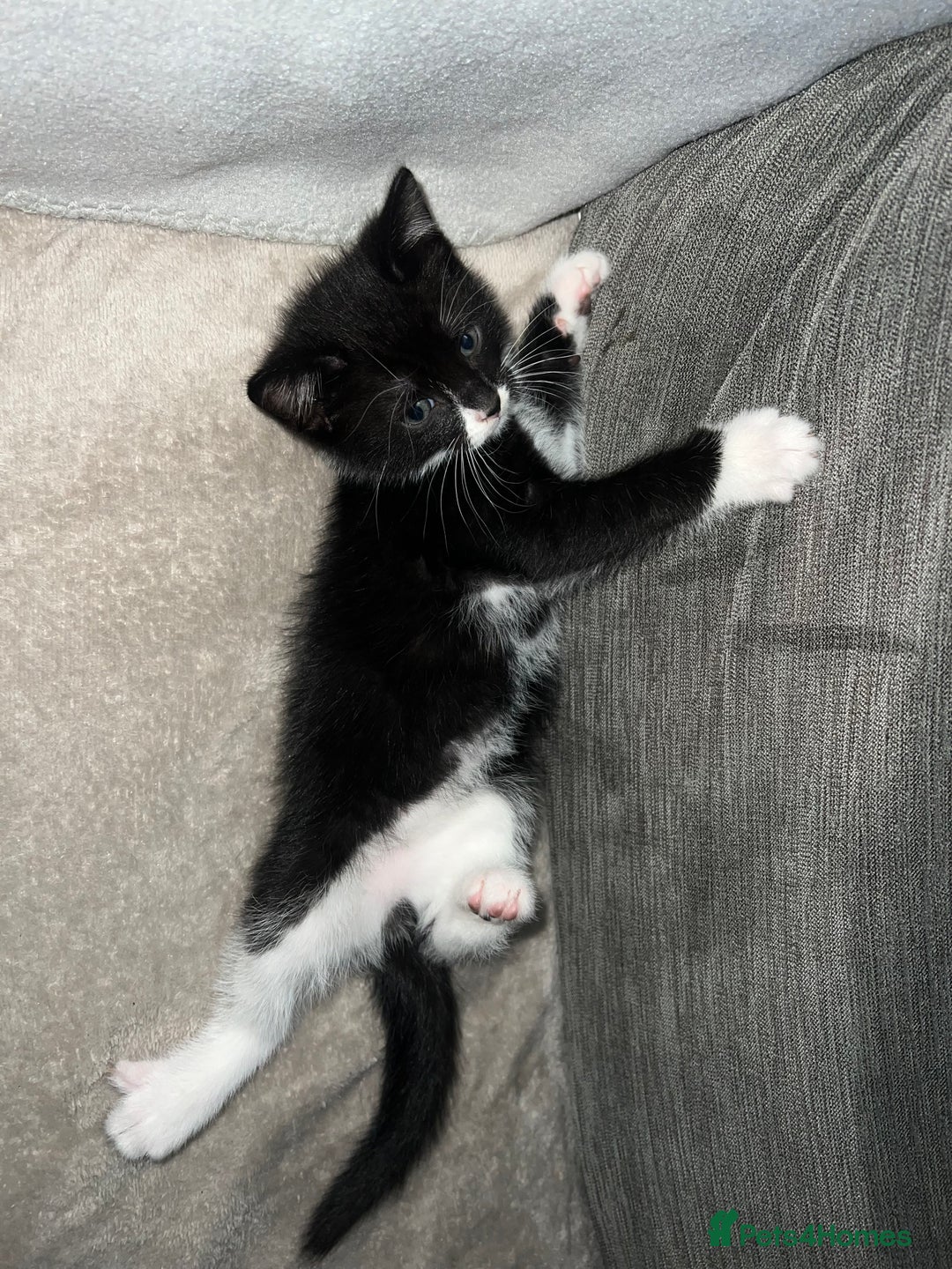 Domestic Shorthair cats for sale: Beautiful kittens looking for forever homes🩷💙🐾 - Image 14