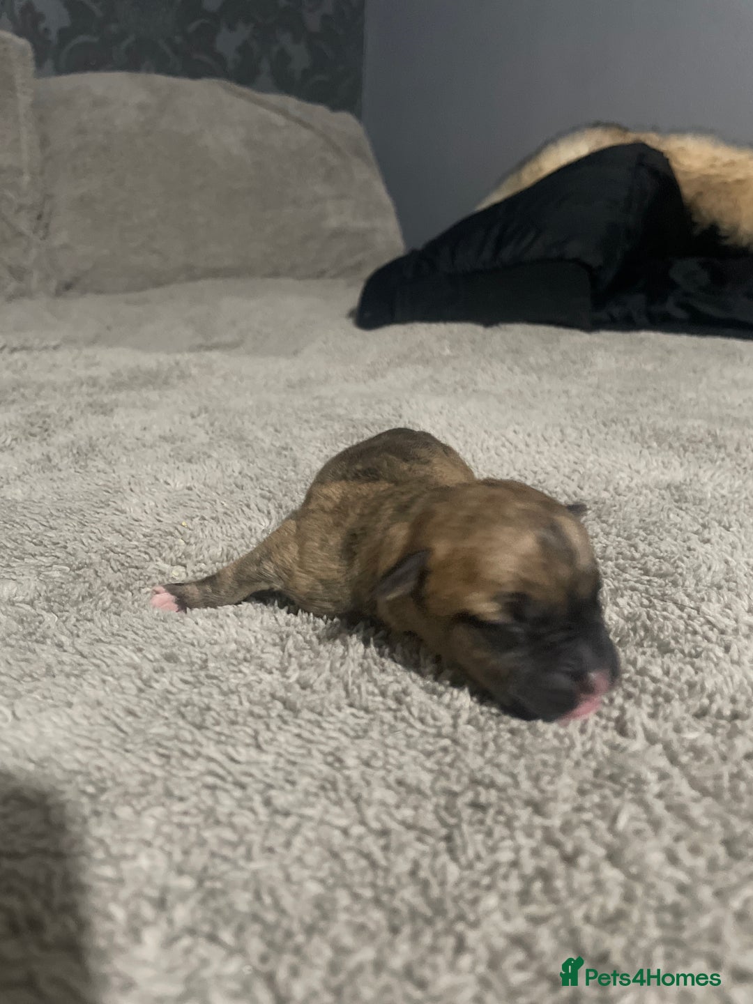 Mixed Breed dogs for sale: American bully X American bulldog puppies  - Advert 7
