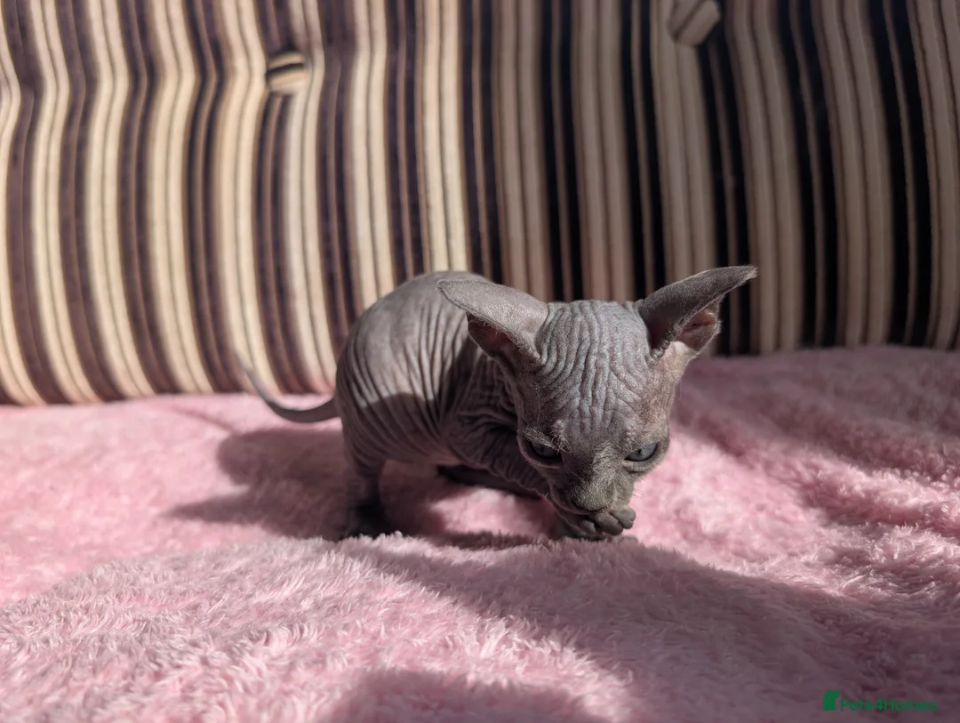 Sphynx cats for sale: Ready for reservation  - Advert 19