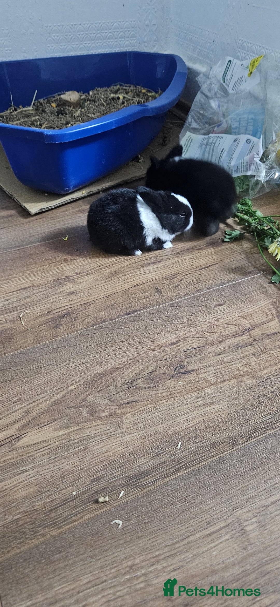 Mixed Breed rabbits for sale: 3 weeks old so cute 💕 - Advert 6