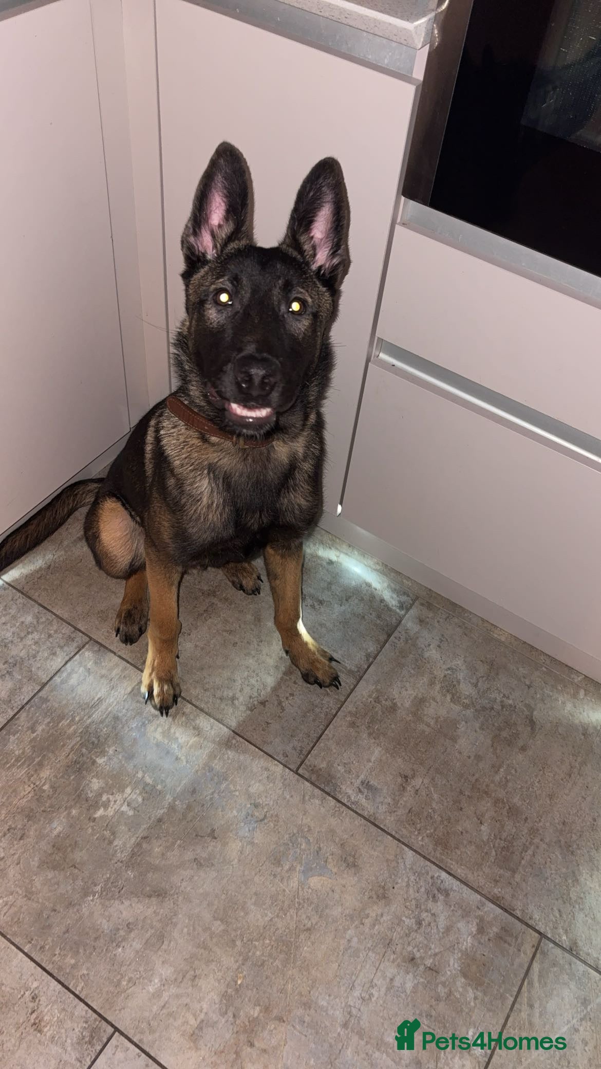 Mixed Breed dogs Bullet   - Advert 1