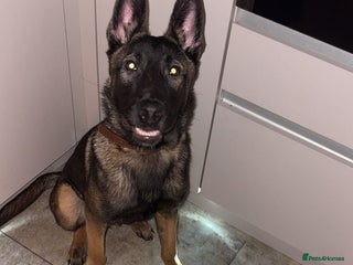 Mixed Breed dogs Bullet - Advert 1