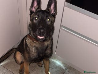 Mixed Breed dogs Bullet - Advert 6