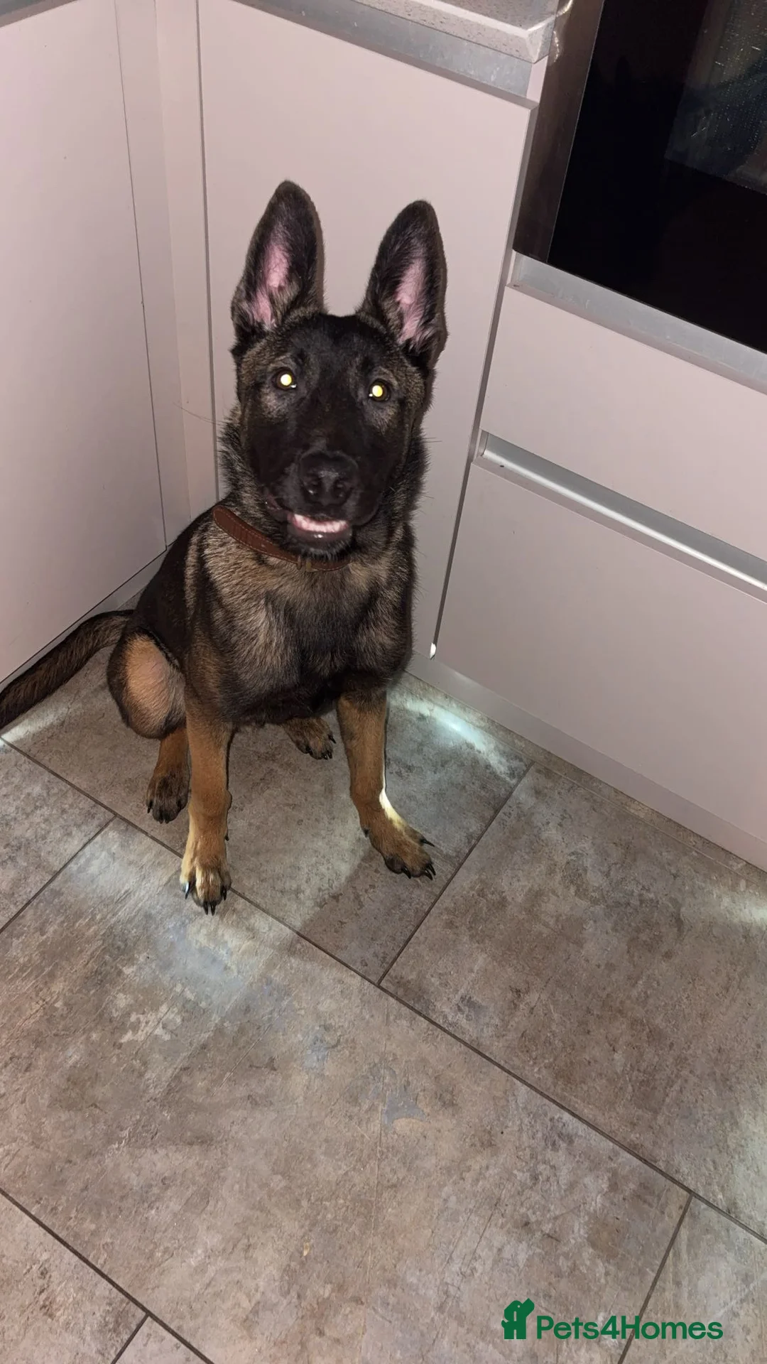 Mixed Breed dogs for sale: Bullet   - Advert 1