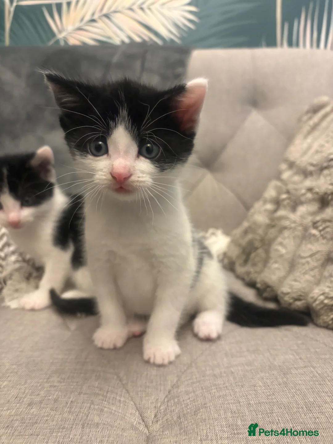 Mixed Breed cats for sale: Adorable kittens  - Advert 2