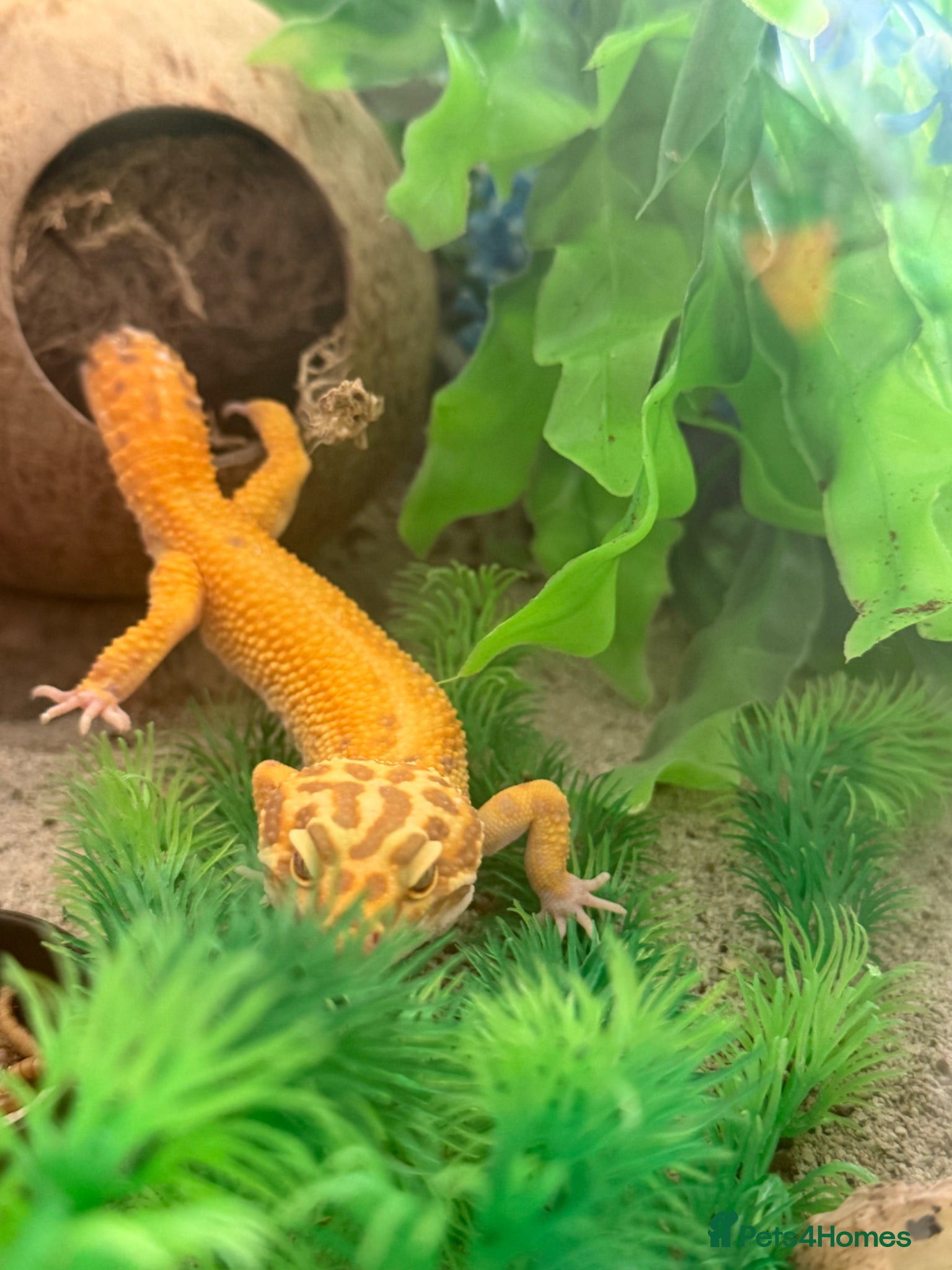 Gecko reptiles Leopard geckos for sale only 2 left  - Advert 10