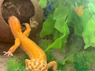 Gecko reptiles Leopard geckos for sale only 2 left - Advert 10